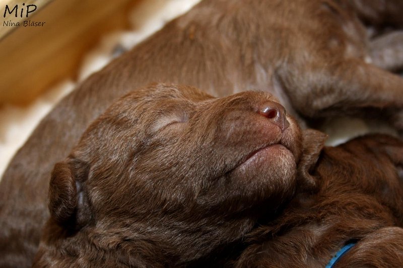 2011-05-07 Puppies Candy & Svet (65).jpg